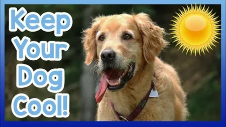 How to Keep My Dog Cool During Hot Weather